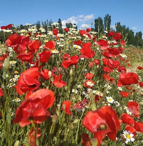 La Morena * Castroverde de Cerrato