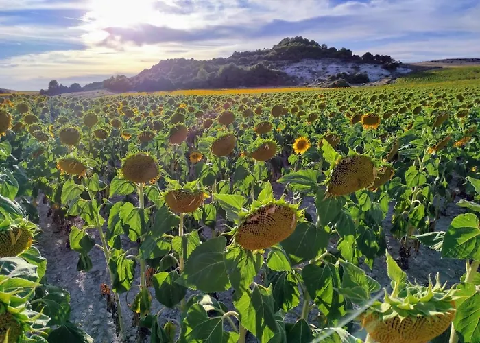 Casa de Campo La Morena Castroverde de Cerrato