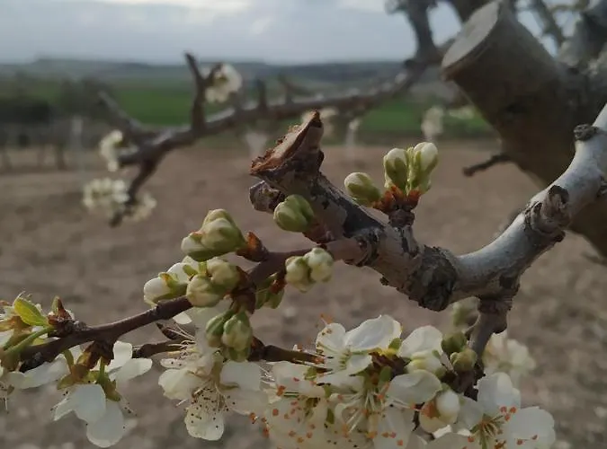 La Morena Castroverde de Cerrato